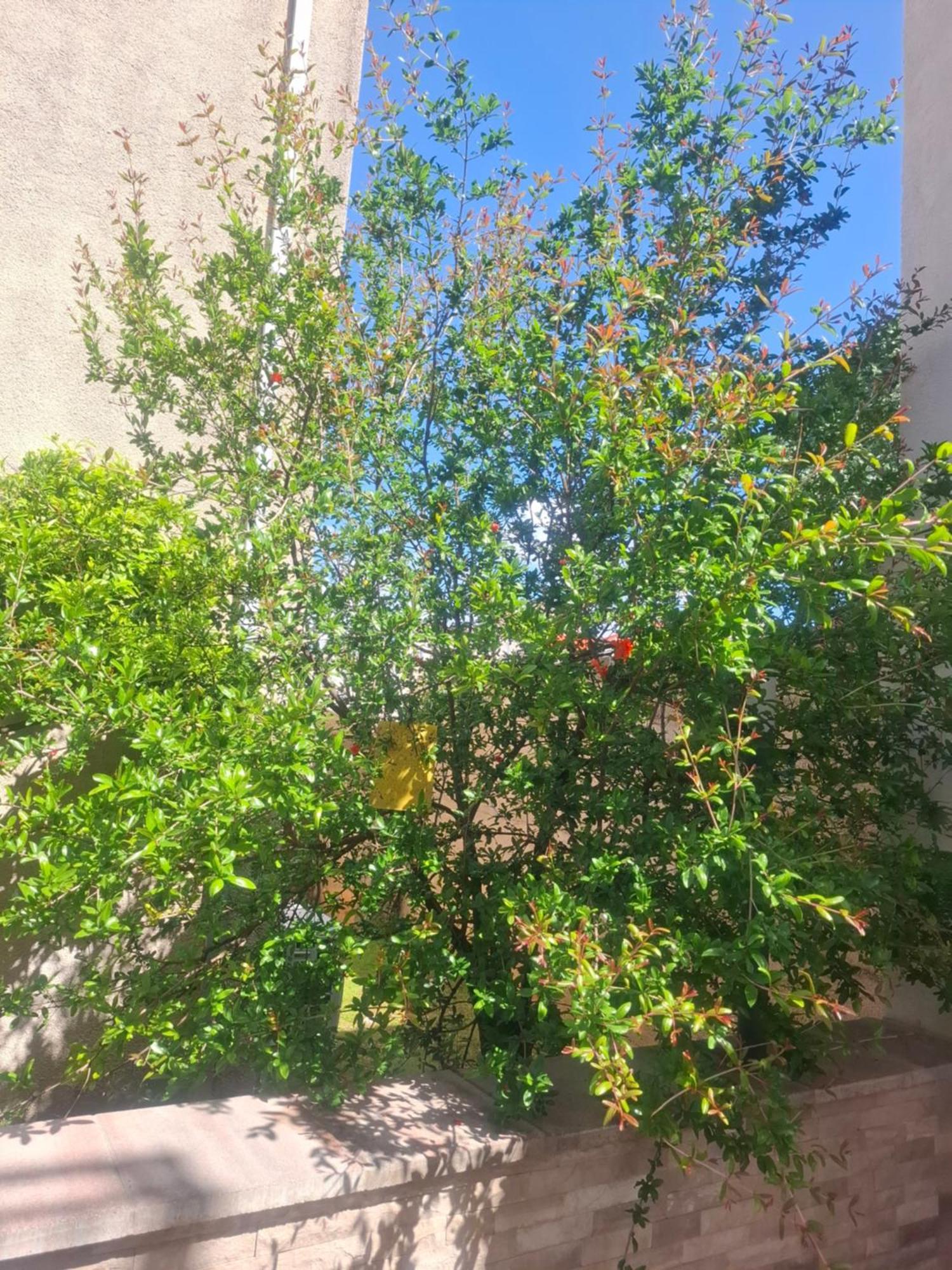 Apartment Biggy Cavtat Zewnętrze zdjęcie