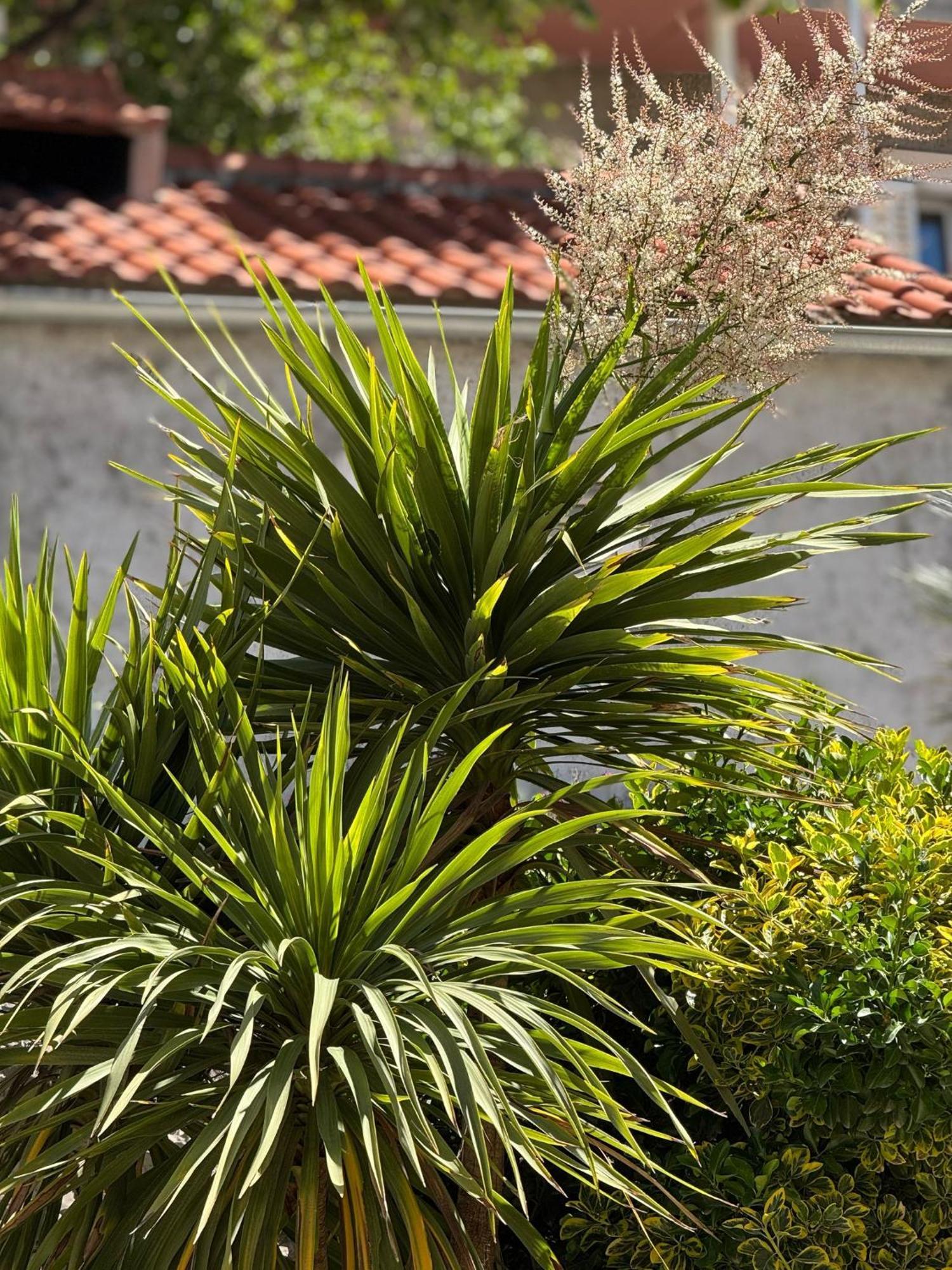 Apartment Biggy Cavtat Zewnętrze zdjęcie